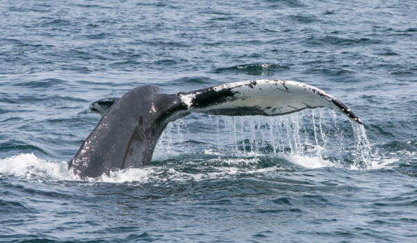 Whale's tail coming out of water.